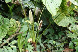 Imagem de Anthurium formosum Schott