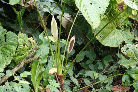 Anthurium formosum Schott resmi