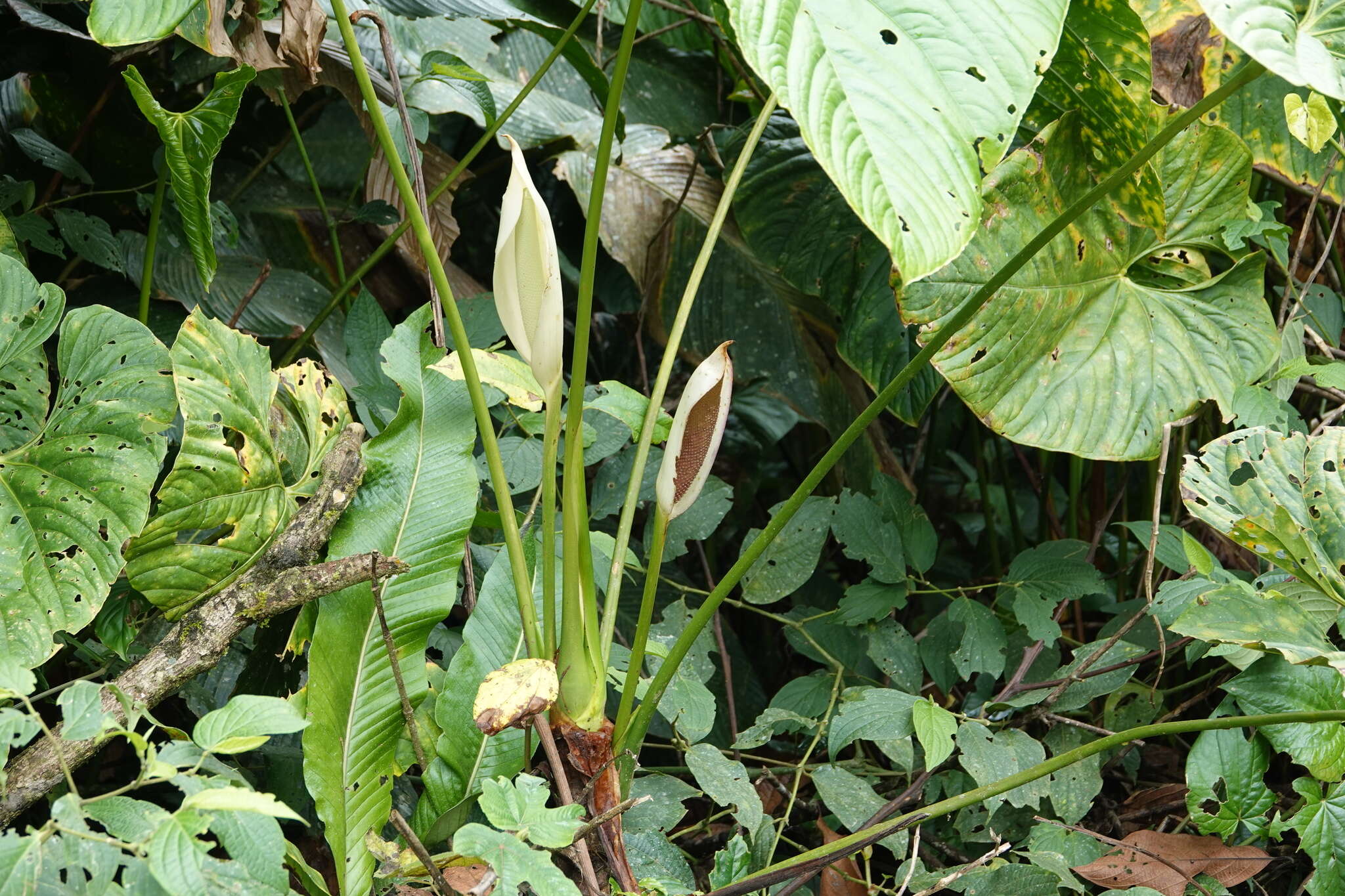 Anthurium formosum Schott resmi