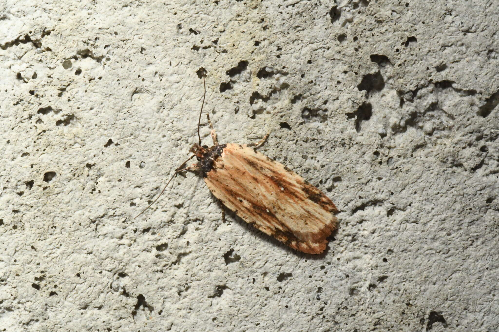 Image de Agonopterix atrodorsella Clemens 1863