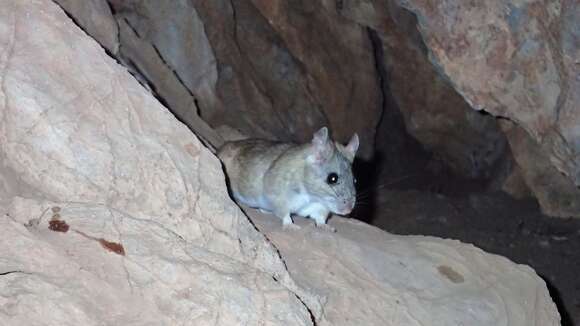 Image of White-throated Woodrat