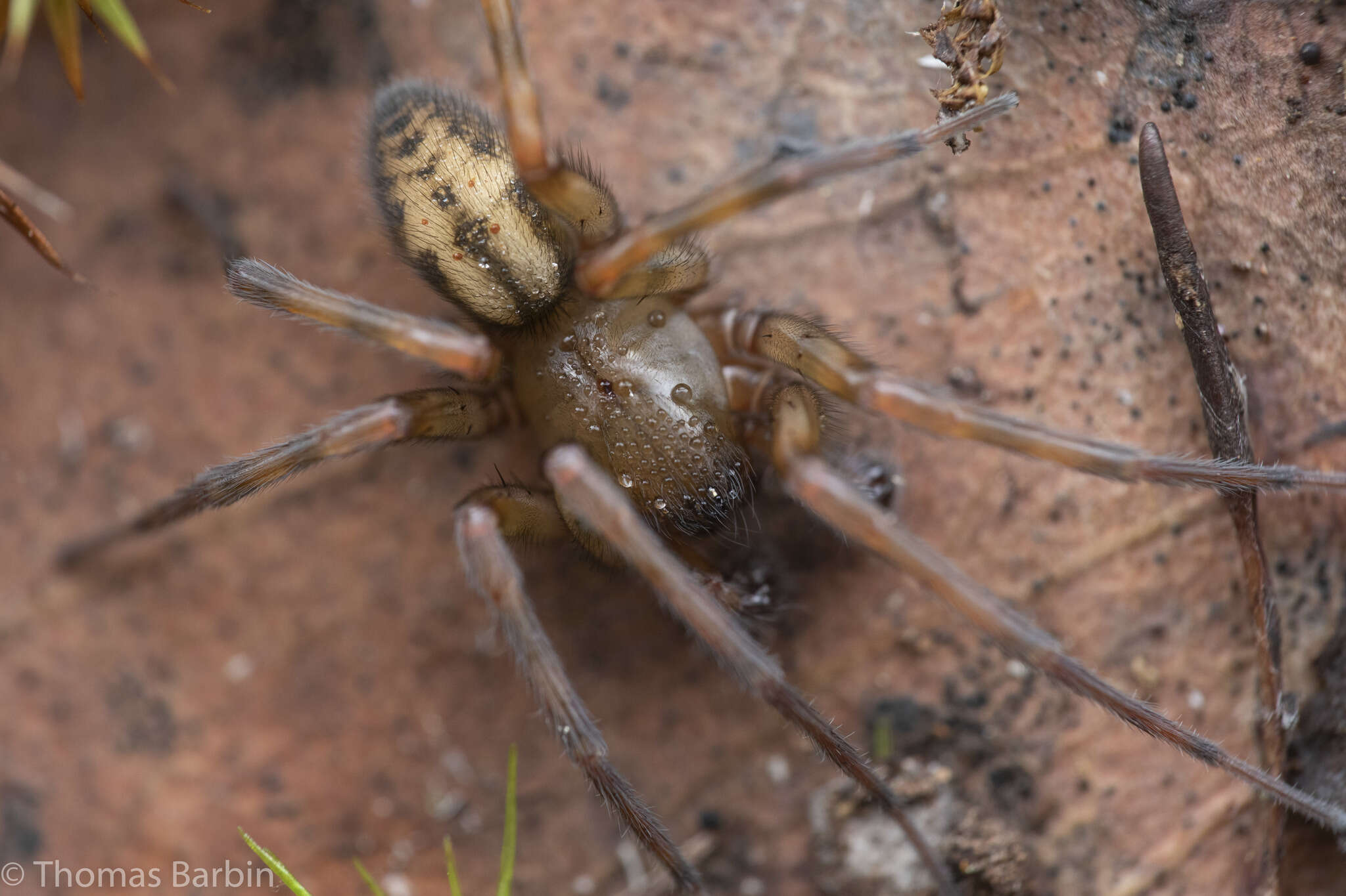 Image of Callobius pictus (Simon 1884)