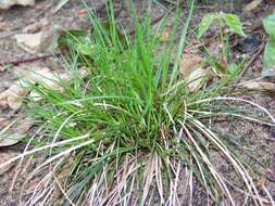 Imagem de Carex tonsa var. tonsa