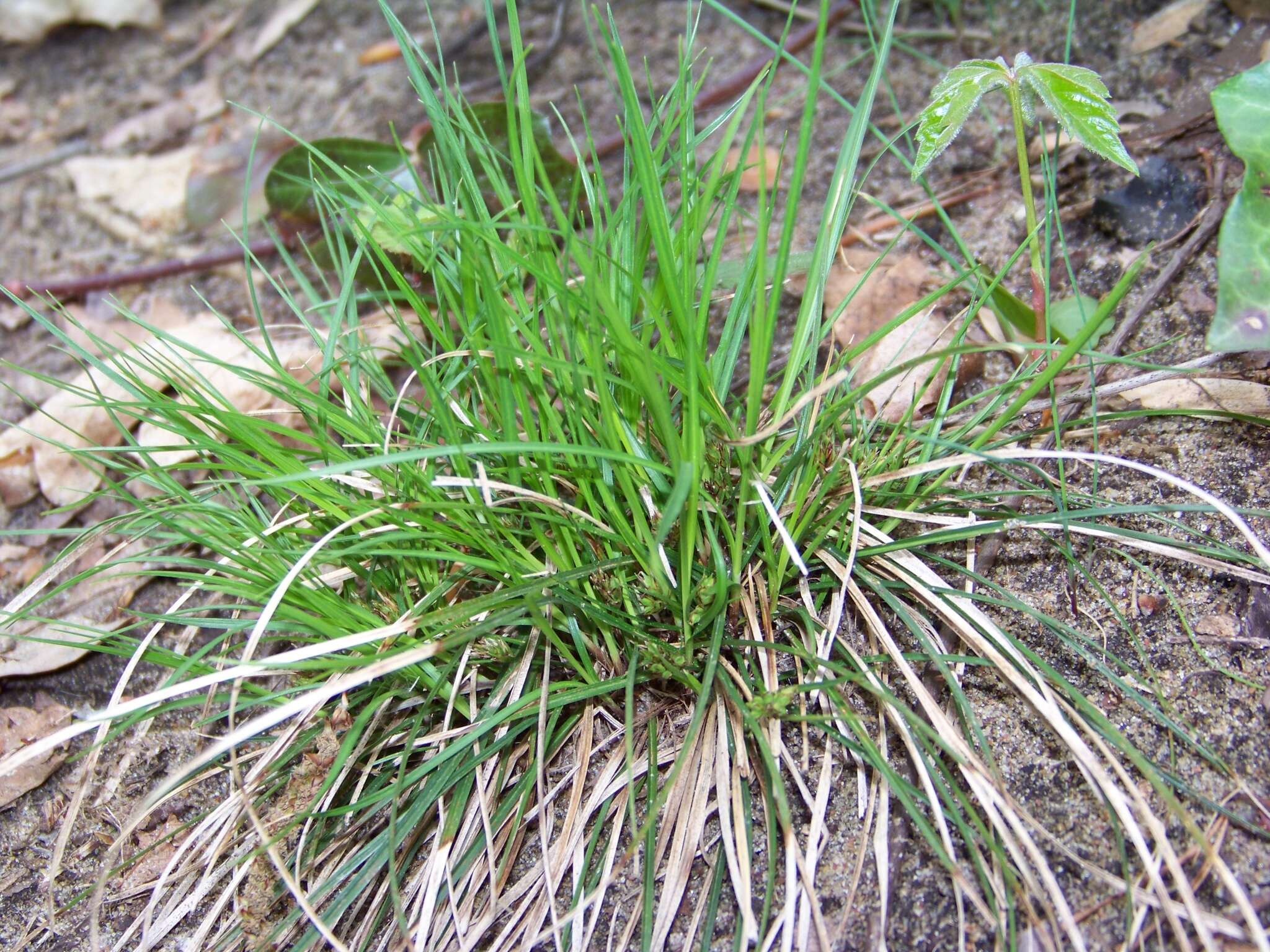 Imagem de Carex tonsa var. tonsa