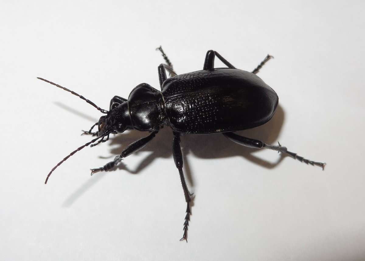 Слика од Calosoma (Carabosoma) marginale Casey 1897