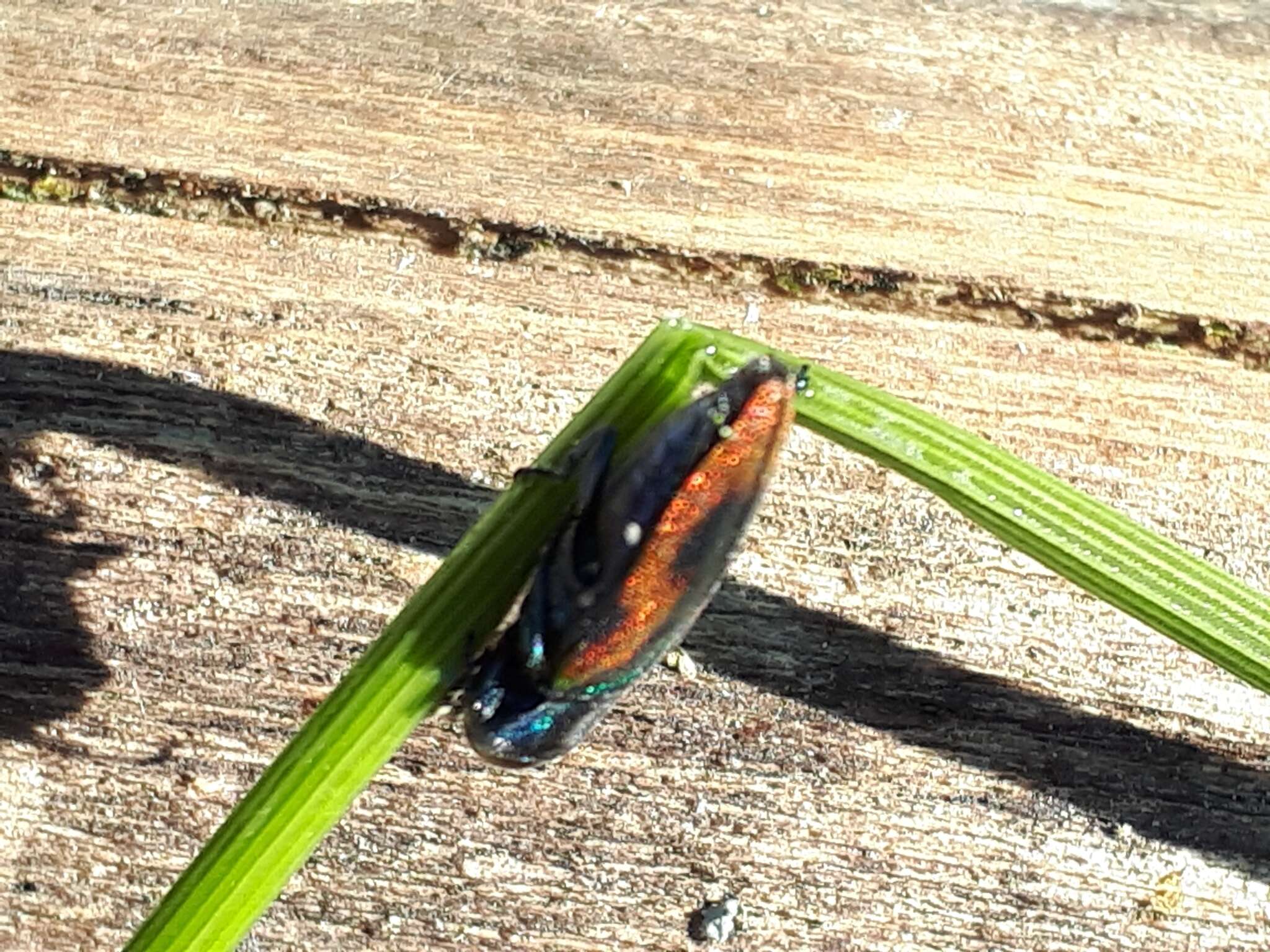 Image of metallic wood-boring beetle