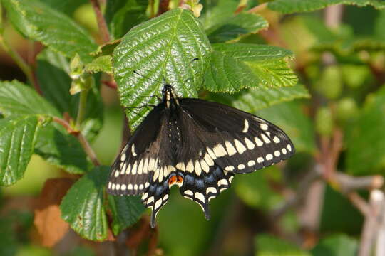 صورة Papilio brevicauda Saunders 1869