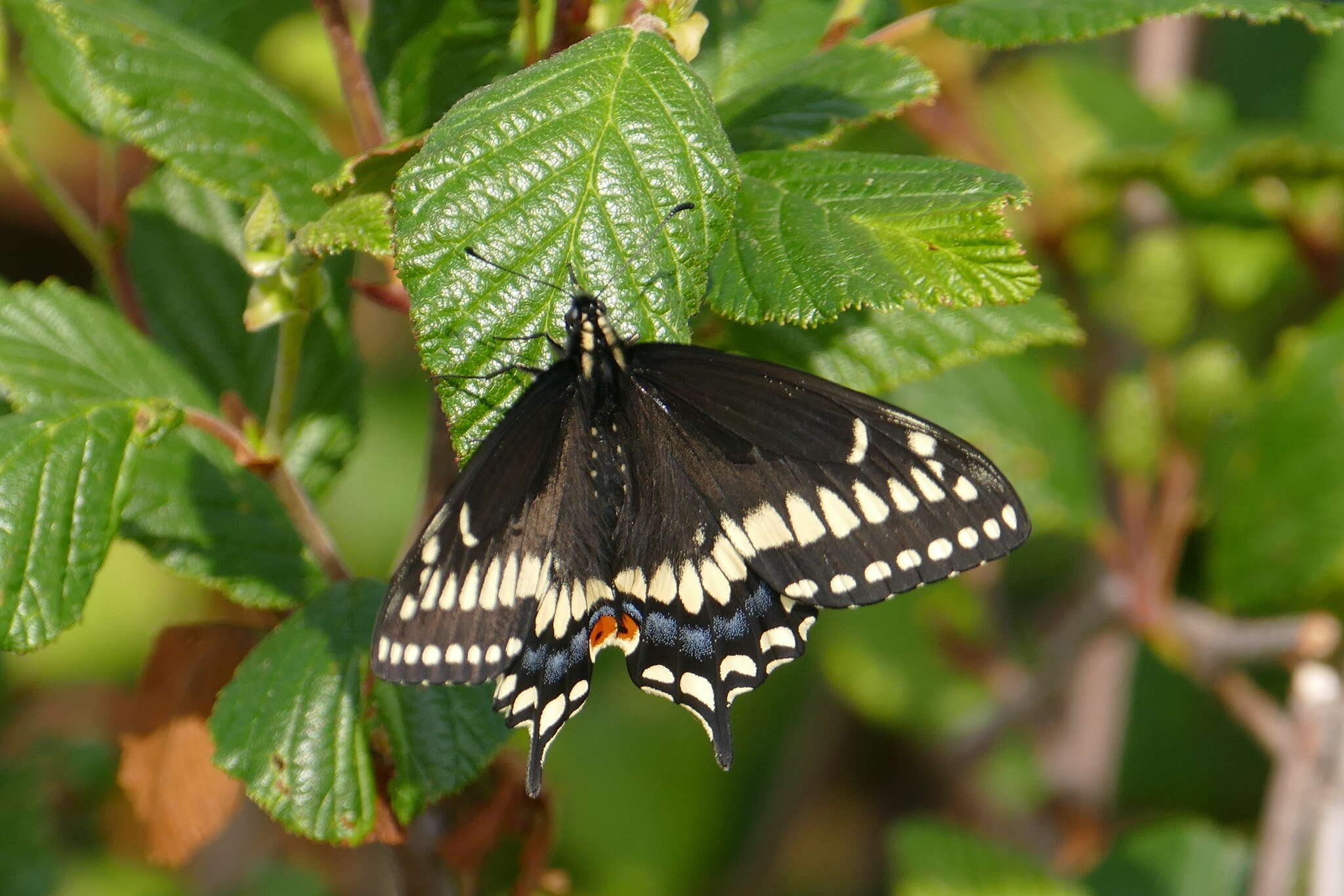 Image of Short-tailed Swallowtail