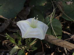 Plancia ëd Ipomoea ampullacea Fern.