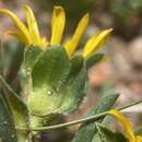 Image of pygmy goldenweed