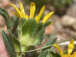 Image of pygmy goldenweed