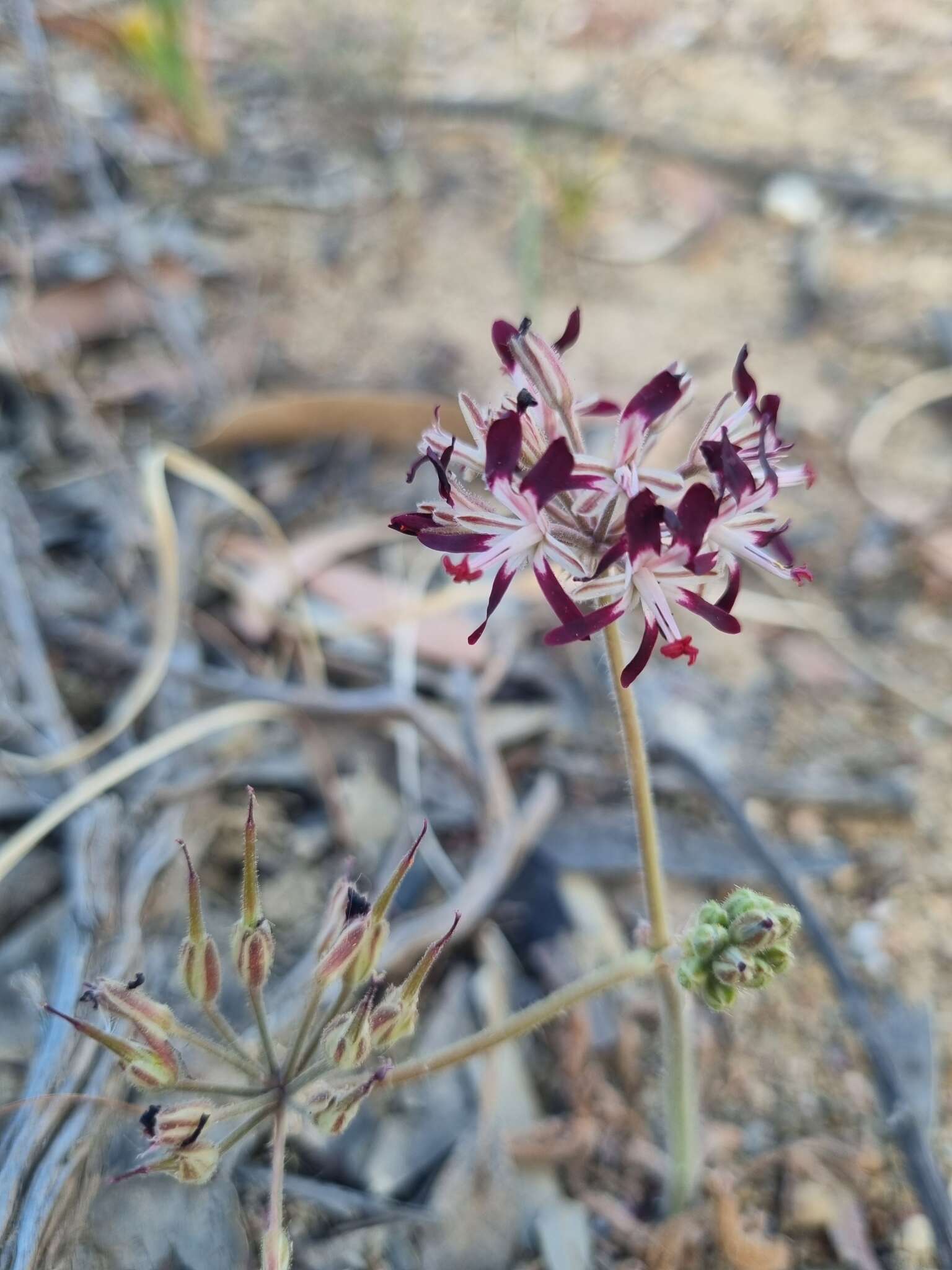 Image of Pelargonium auritum subsp. auritum