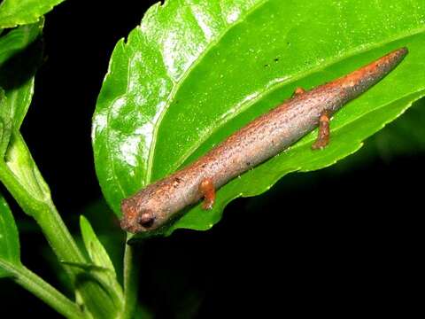 Image of Common Dwarf Salamander