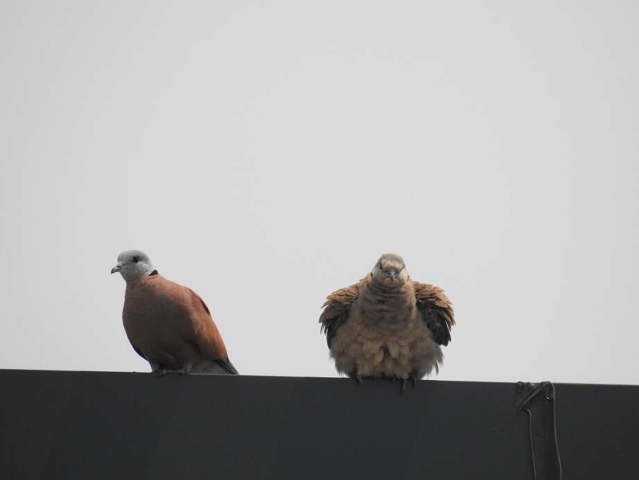 Image of Red Collared Dove