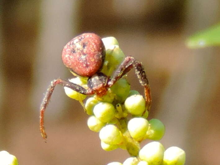 Image of Mecaphesa dubia (Keyserling 1880)