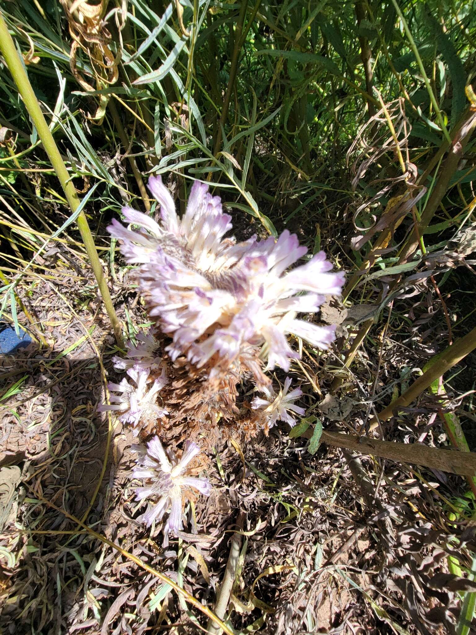 Image of River Broom-Rape