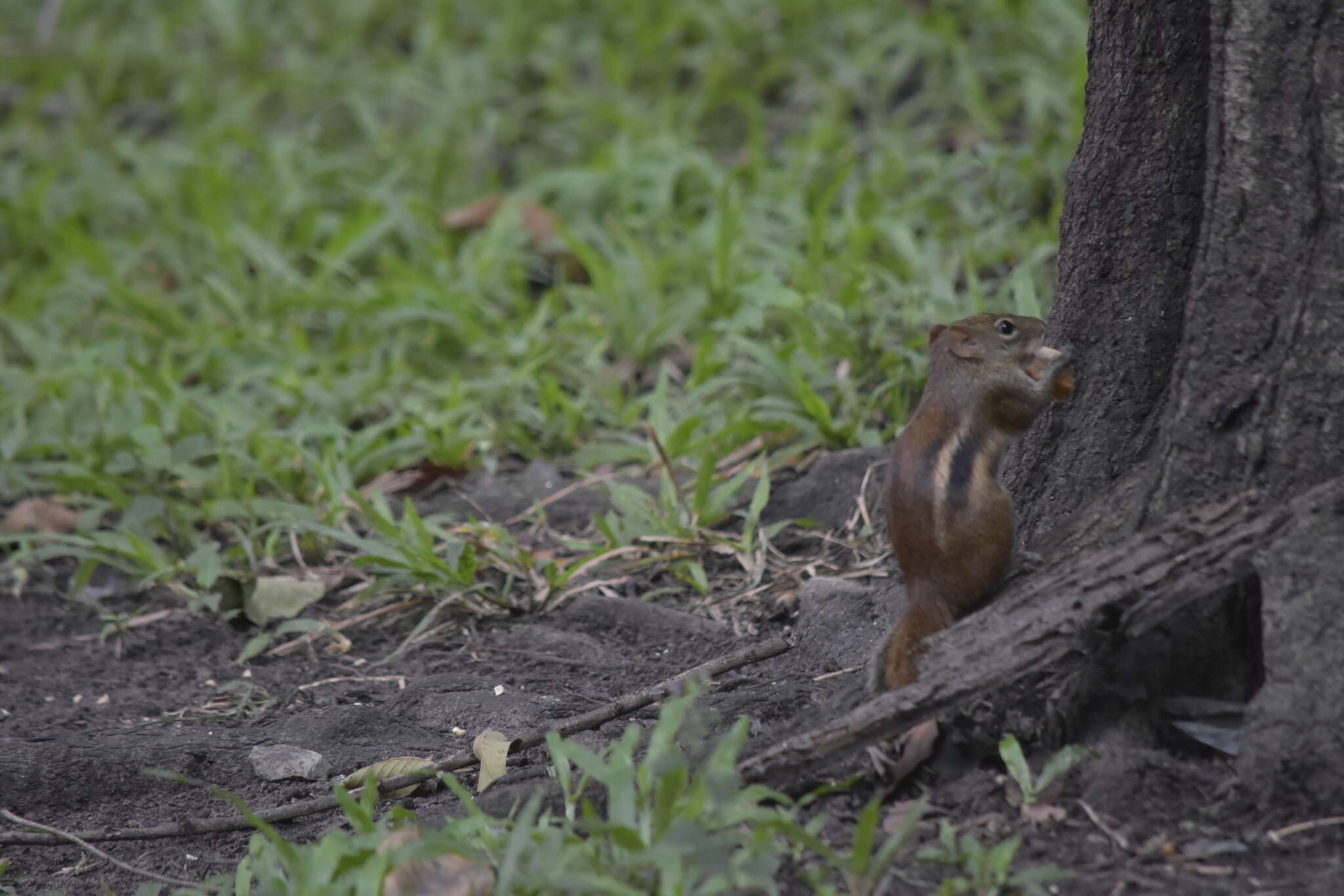 Image of Indochinese Ground squirrel