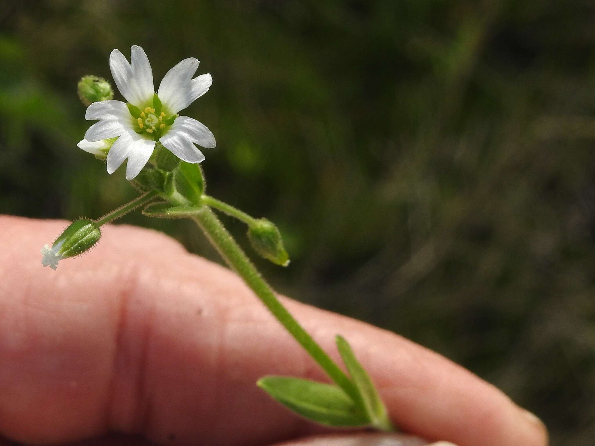 صورة Cerastium brachypodum (Engelmann ex A. Gray) B. L. Rob.