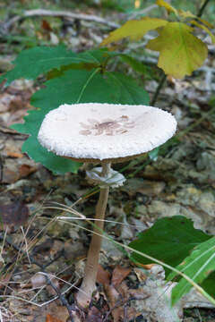 Image de Macrolepiota fuliginosa (Barla) Bon 1977