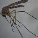 Image of Aedes antipodeus (Edwards 1920)
