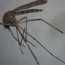 صورة Aedes antipodeus (Edwards 1920)