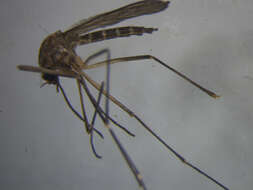Image of Aedes antipodeus (Edwards 1920)