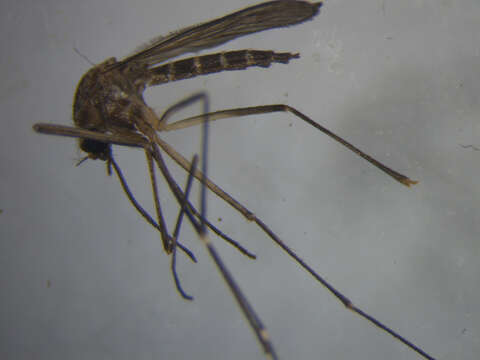 Image de Aedes antipodeus (Edwards 1920)