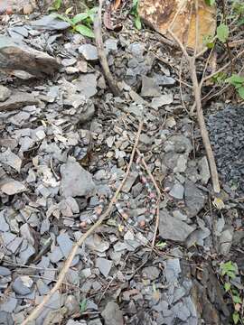 Image of Pigmy Coral Snake