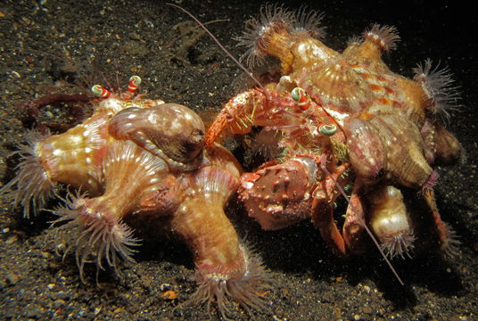 Image of Banded eyestalk hermit crab