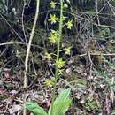 Image of Calanthe griffithii Lindl.