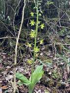 Image of Calanthe griffithii Lindl.