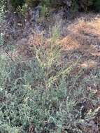 Image of pitseed goosefoot