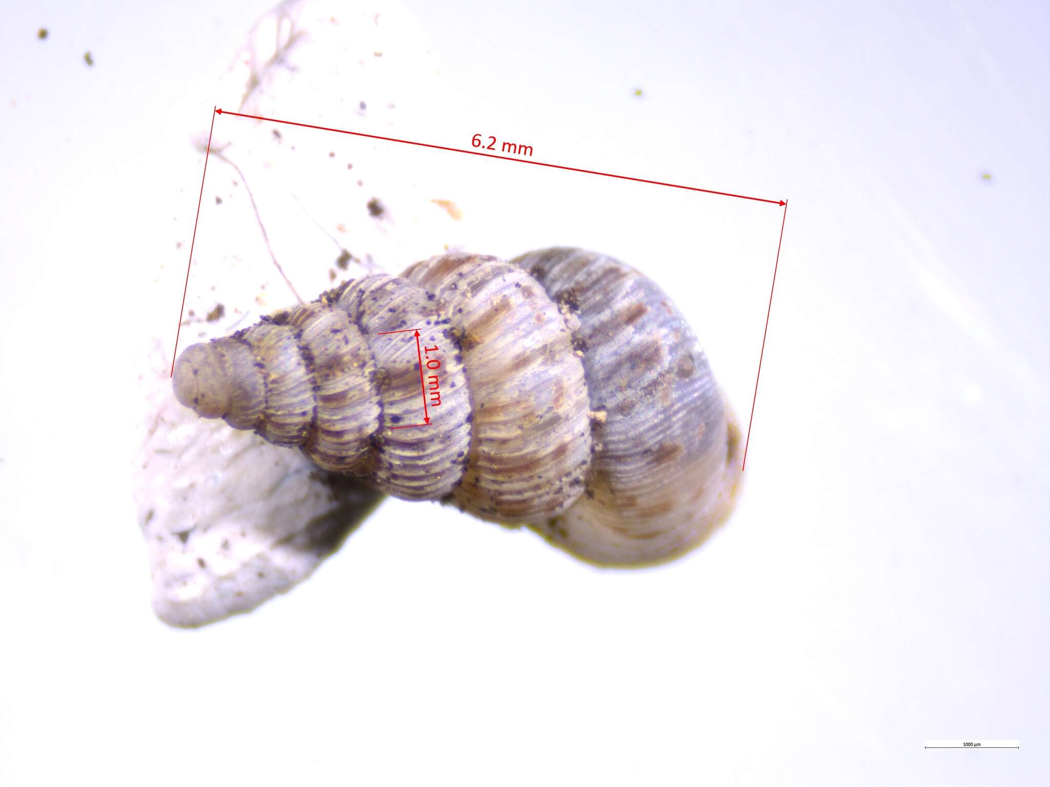 صورة Cochlostoma septemspirale (Razoumowsky 1789)