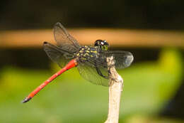 Imagem de Agrionoptera cardinalis Lieftinck 1962