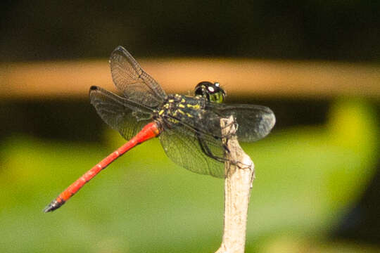 Image de Agrionoptera cardinalis Lieftinck 1962