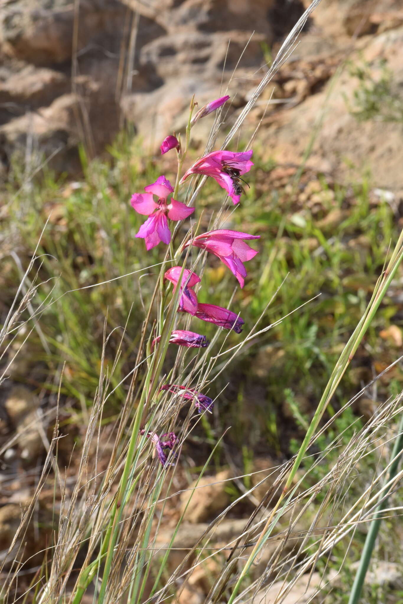 Image of Common Sword Lily