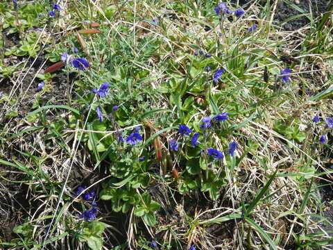 Image of largeflower speedwell