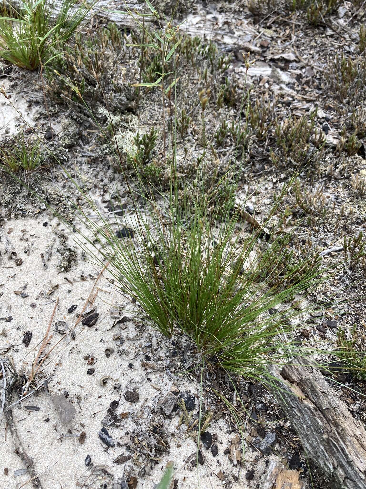 Sivun Bulbostylis ciliatifolia var. coarctata (Elliott) Kral kuva