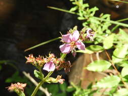 Image de Pleroma gracile (Bonpl.) A. Gray