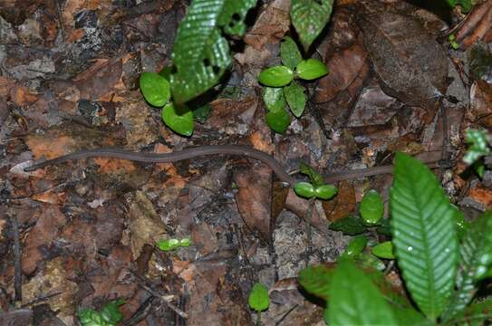 Image of Variable Marsh Snake