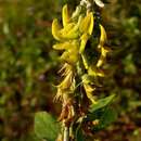 Image of Crotalaria pallida var. pallida