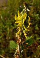 Image of Crotalaria pallida var. pallida