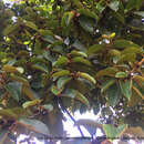 Image of Ficus tequendamae Dugand