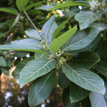 Image of Indian laurel