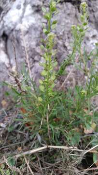 Image of Argentine pepperwort