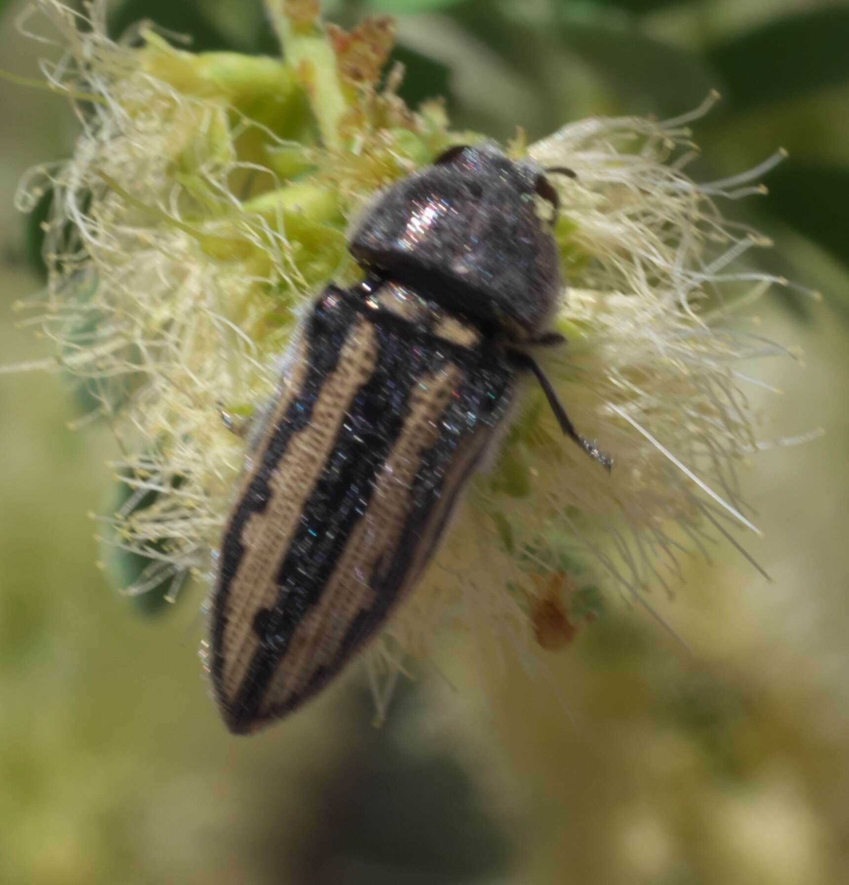 Слика од Acmaeodera pubiventris Horn 1878