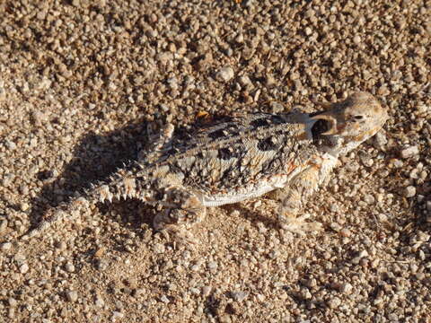 Image of Desert Horned Lizard