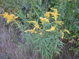 Image of Canada goldenrod