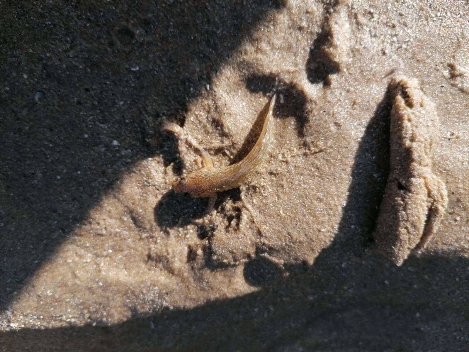 Caffrogobius gilchristi (Boulenger 1898) resmi