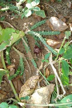 Image of Ceropegia polita (N. E. Br.) Bruyns